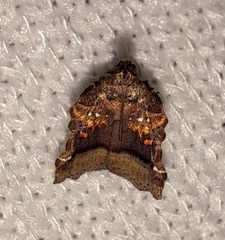 Clydonopteron sacculana