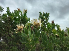 Protea aurea aurea