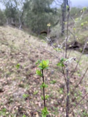 Symphoricarpos