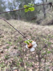 Symphoricarpos