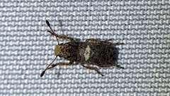 Toxonotus cornutus