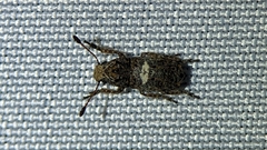 Toxonotus cornutus