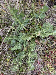 Sanicula bipinnatifida