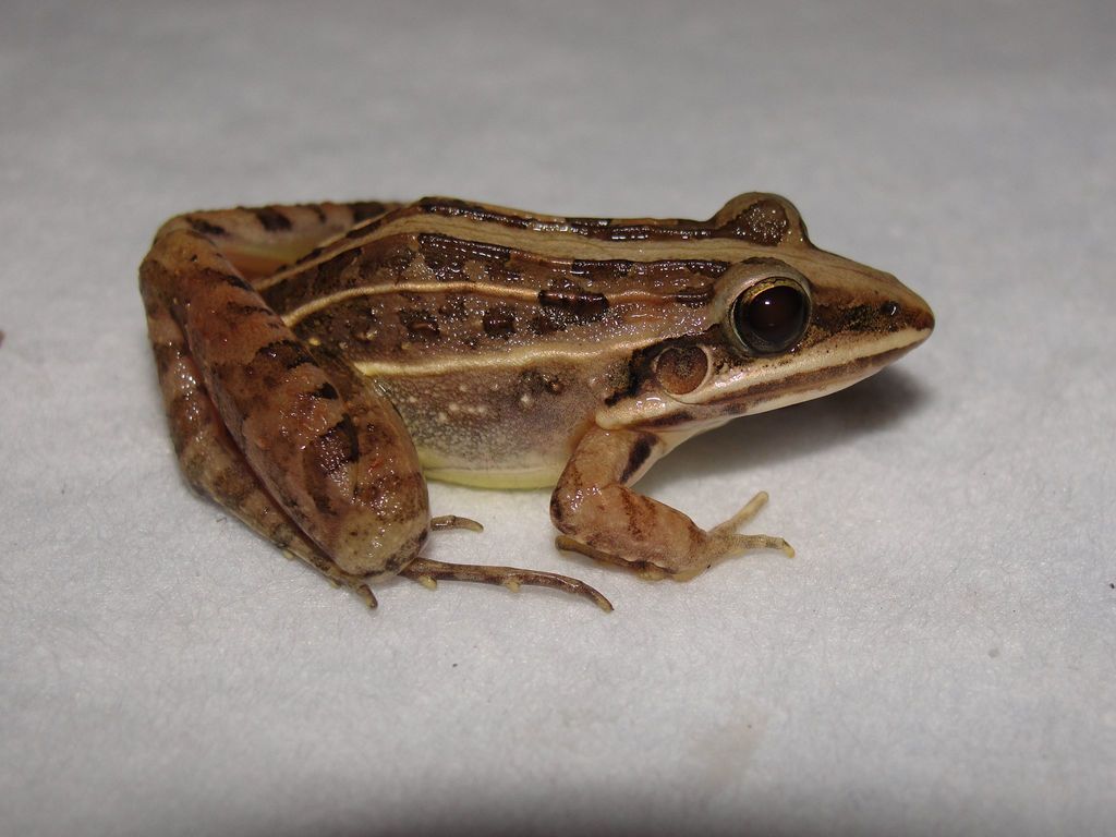 Leptodactylus fuscus (Anfibios de (Amphibians of) Sabana de Torres