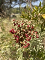 Chenopodium baccatum
