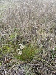 Juncus occidentalis