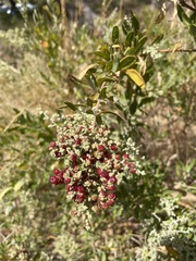 Chenopodium baccatum
