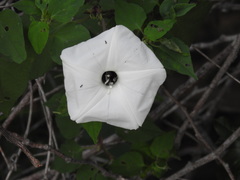 Ipomoea scopulorum