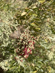 Chenopodium baccatum