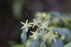Periploca sepium