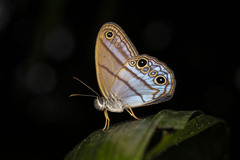 Amiga arnaca