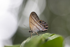 Amiga arnaca