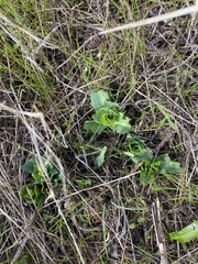 Chlorogalum pomeridianum