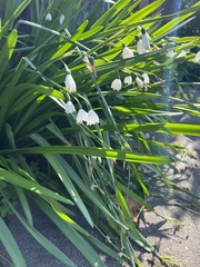 Leucojum