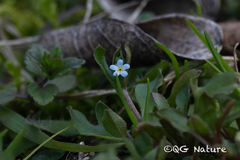 Trigonotis peduncularis