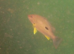 Lutjanus russellii