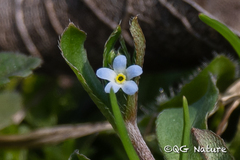Trigonotis peduncularis