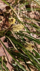 Carex pensylvanica
