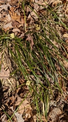 Carex pensylvanica