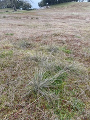 Nassella pulchra
