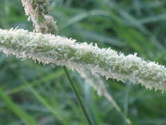 Alopecurus arundinaceus