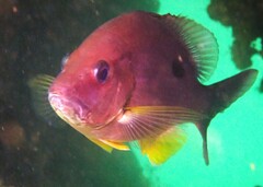 Lutjanus russellii