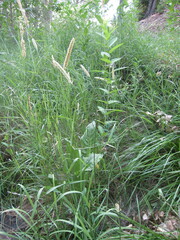 Alopecurus arundinaceus