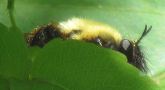 Laphria thoracica