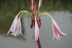Crinum × amabile