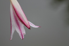 Crinum × amabile