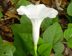 Ipomoea scopulorum