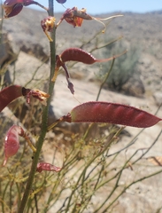 Erythrostemon angulatus