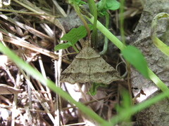 Phalaenophana pyramusalis