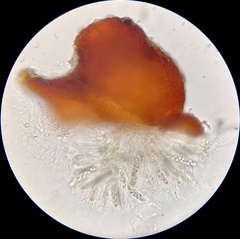 Dialonectria diatrypellicola