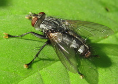 Tachinomyia