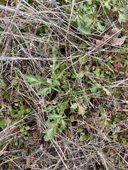 Sanicula bipinnatifida