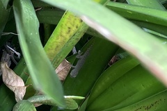 Hemidactylus frenatus