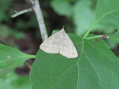 Zanclognatha pedipilalis