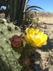 Opuntia leucotricha