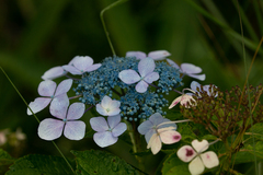 Hydrangea macrophylla