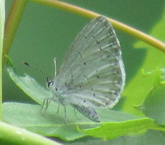 Celastrina neglecta