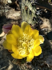 Opuntia leucotricha