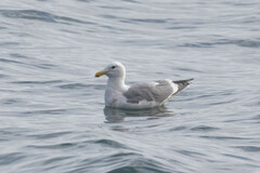 Larus glaucescens × occidentalis