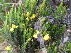 Hypericum juniperinum