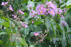 Lagerstroemia
