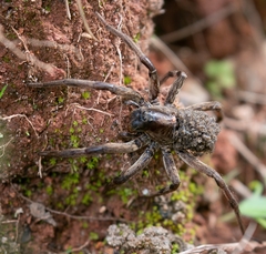 Lycosinae