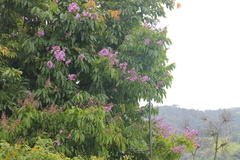 Lagerstroemia