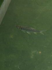 Barbonymus gonionotus