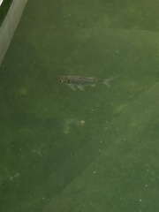 Barbonymus gonionotus