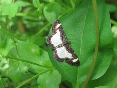 Heliomata cycladata